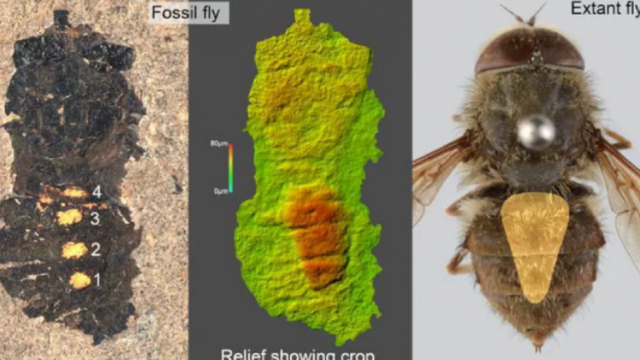 47 Milyon Yıllık Sinek Fosili Keşfedildi!