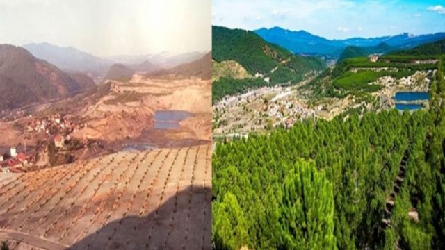 Maden Sahasına Binlerce Zeytin Ağacı Dikildi!