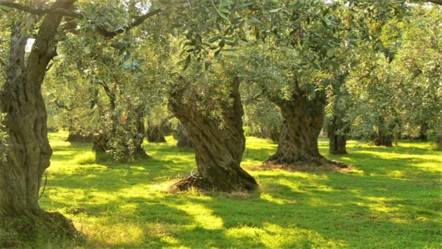 Enerji Bakanı’ndan Zeytinlikler ve Madenler İle İlgili Açıklama