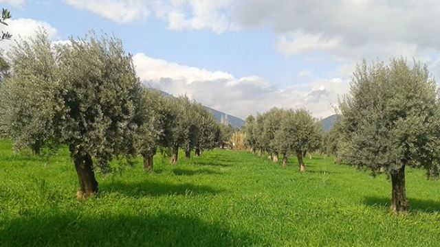 Maden Yönetmeliğinde Zeytinlik Alanlarda Faaliyete İlişkin Değişiklik Yapıldı