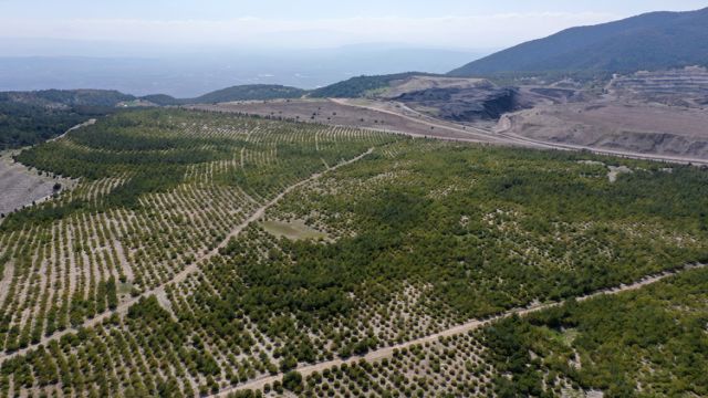 Manisa'daki Eski Maden Sahaları Yeşillendiriliyor!